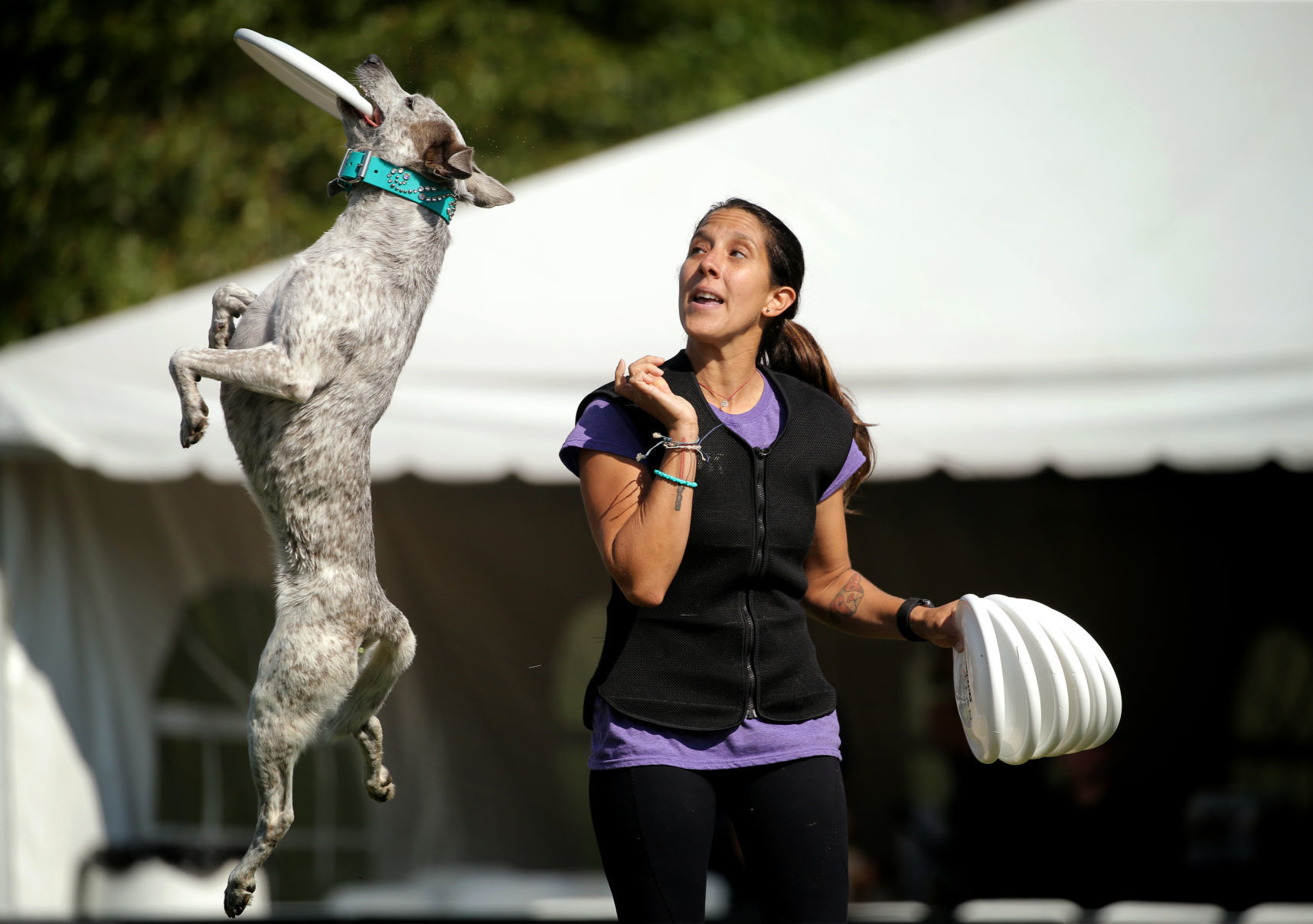 Incredible dogs compete at Purina Farms